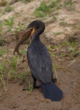 Anhinga Yılan Kuşu 'nun (Anhinga anmeninga) yakından çekilmiş portresi, ağzında Pampas del Yacuma, Bolivya.