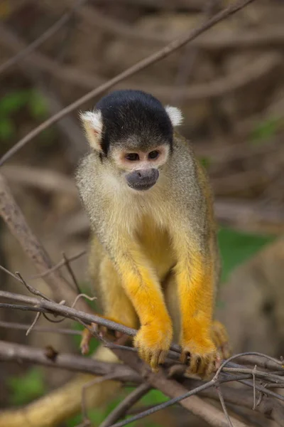 Cabeça Close Retrato Golden Squirrel Monkey Saimiri Sciureus Sentado Ramo — Fotografia de Stock