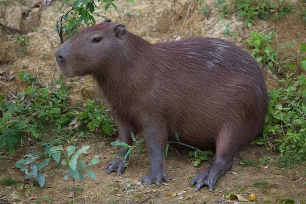 Portrait Rapproché Capybara Hydrochoerus Hydrochaeris Nourrissant Herbe Verte Pampas Del — Photo