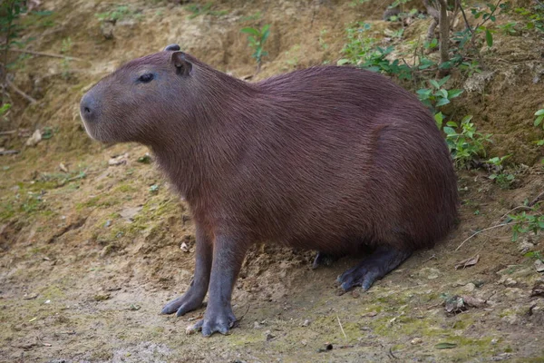 Kant Portret Van Capybara Hydrochoerus Hydrochaeris Voedend Groen Gras Pampas — Stockfoto