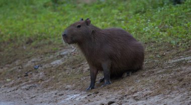 Nehir kıyısında oturan Capybara (Hydrochoerus hydrochaeris) 'nın portresi, Pampas del Yacuma, Bolivya.