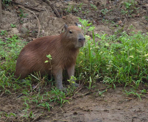 Бок Бок Портрете Capybara Hydrochoerus Hydrochaeris Сидящего Ревербенке Пампас Дель — стоковое фото