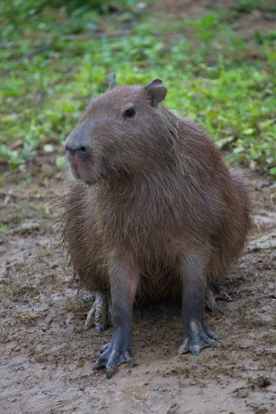 Głowa Bliska Portrecie Capybara Hydrochoerus Hydrochaeris Siedzącej Brzegu Rzeki Pampas — Zdjęcie stockowe