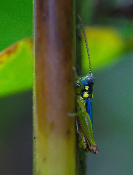 Macro Primo Piano Colorata Cavalletta Verde Blu Appoggiata Ramo Nella — Foto Stock