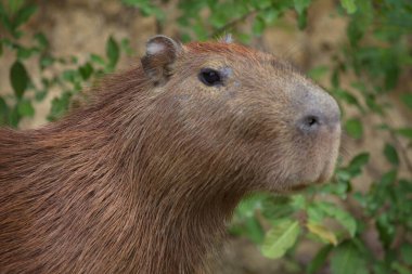 Capybara 'nın (Hydrochoerus hydrochaeris) portresindeki yakın plan başı doğrudan kamera Pampas del Yacuma, Bolivya' ya bakıyor.