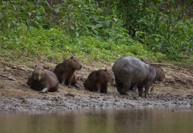 Capybara ailesinin yakın plan portresi (Hydrochoerus hydrochaeris) çamur nehir kıyısında dinleniyor ve oynuyor, Pampas del Yacuma, Bolivya.