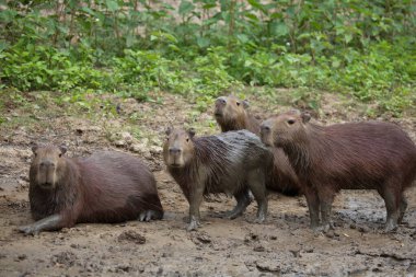 Capybara ailesinin yakın plan portresi (Hydrochoerus hydrochaeris) çamur nehir kenarında dinleniyor ve kameraya bakıyor, Pampas del Yacuma, Bolivya.
