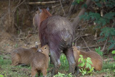 Annenin bebek Capybara (Hydrochoerus hydrochaeris) ile yakın plan portresi Pampas del Yacuma, Bolivya.