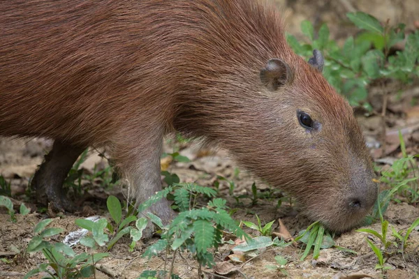 Lado Close Retrato Capivara Hydrochoerus Hydrochaeris Alimentando Cabeça Chão Pampas — Fotografia de Stock