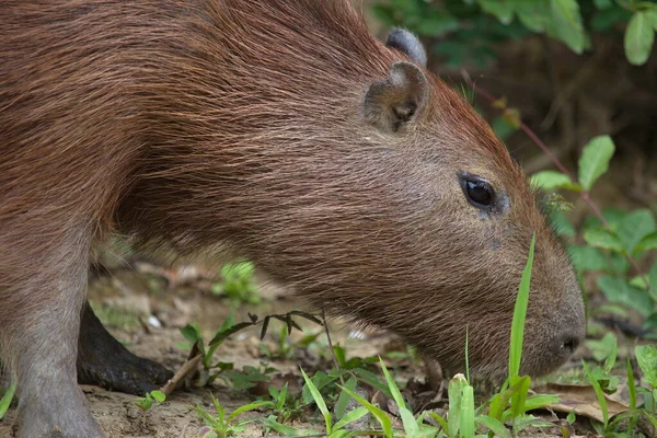 Närbild Sida Porträtt Capybara Hydrochoerus Hydrochaeris Utfodring Sidan Flodbanken Pampas — Stockfoto