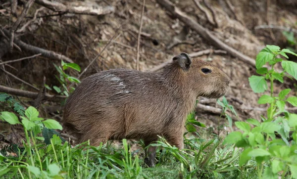 Lado Close Retrato Bebê Capivara Hydrochoerus Hydrochaeris Sentado Margem Rio — Fotografia de Stock