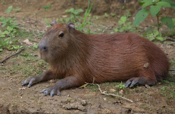 Lado Close Retrato Capivara Hydrochoerus Hydrochaeris Deitado Margem Rio Pampas — Fotografia de Stock