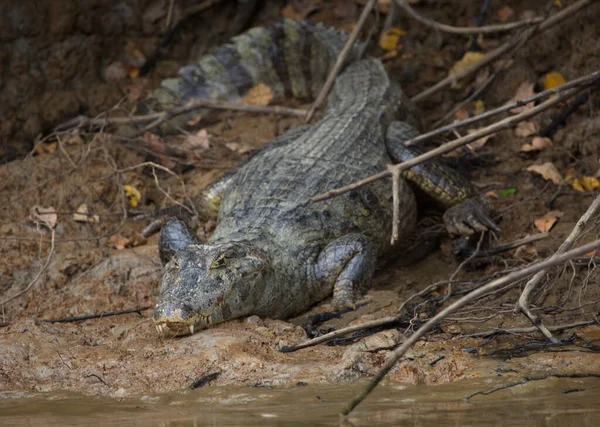 Tête Gros Plan Sur Portrait Caiman Noir Melanosuchus Niger Assis — Photo