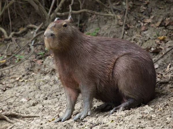 Närbild Sida Porträtt Capybara Hydrochoerus Hydrochaeris Sittande Flodstranden Pampas Del — Stockfoto
