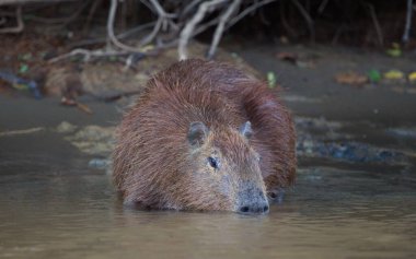 Capybara 'nın portresi üzerinde kafası (Hydrochoerus hydrochaeris) yarım nehir içme suyu Pampas del Yacuma, Bolivya.