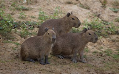 Nehir kıyısındaki Pampas del Yacuma, Bolivya 'da bulunan Capybara ailesi (Hydrochoerus hydrochaeris).