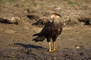 Pampas del Yacuma, Bolivya 'da avlanan Crested Caracara (Caracara plancus) portresi üzerinde yakın plan başı.