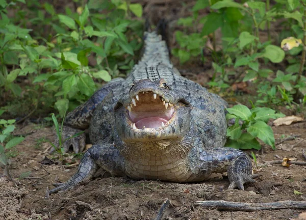 歯を示す顎を開いてカメラを見て黒Caiman Melanosuchus Niger の肖像画の上にヘッドを閉じますパンパス ヤクマ ボリビア — ストック写真