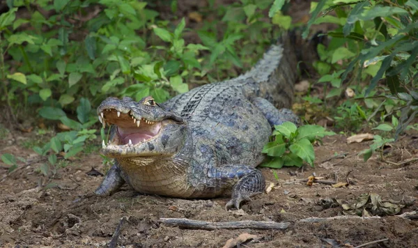 歯を示す顎を開いてカメラを見て黒Caiman Melanosuchus Niger の肖像画の閉鎖側パンパス ヤクマ ボリビア — ストック写真