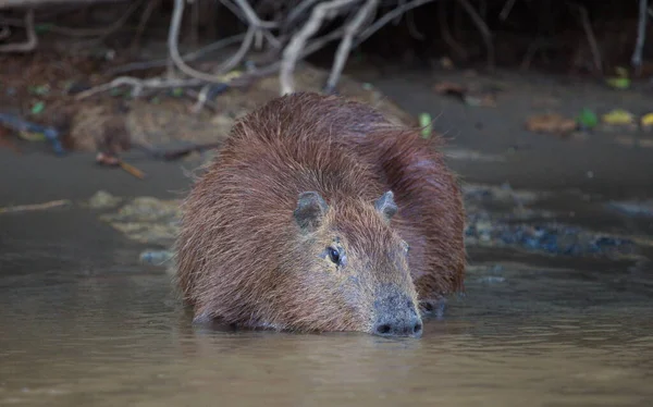 Hlava Portrétu Capybary Hydrochoerus Hydrochaeris Napůl Ponořená Říční Pitné Vodě — Stock fotografie
