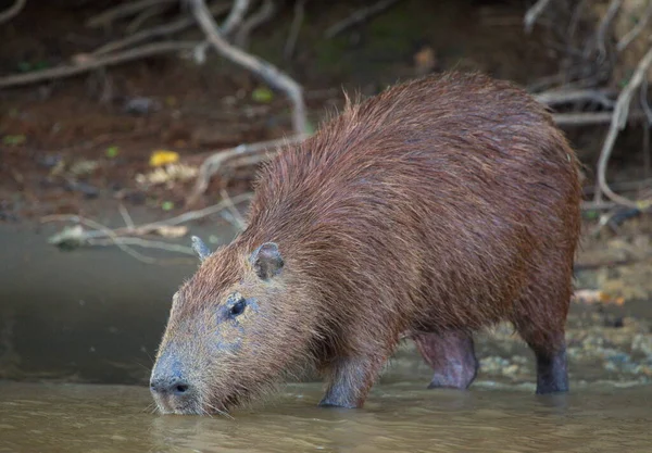 Boční Strana Portrétu Capybary Hydrochoerus Hydrochaeris Napůl Ponořená Říční Pitné — Stock fotografie