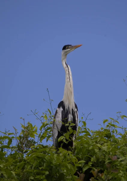 Cocoi Heron 'un (Ardea coi) yakın plan portresi ağaçta dikilip Pampas del Yacuma, Bolivya' da.
