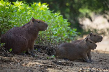 Capybara ailesinin (Hydrochoerus hydrochaeris) nehir kıyısında Pampas del Yacuma, Bolivya 'da dinlenen yakın plan portresi..