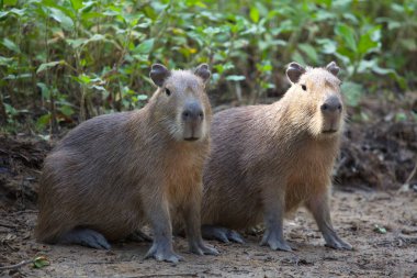 İki Capybara 'nın (Hydrochoerus hydrochaeris) yakın plan portresi nehir kıyısında oturuyor ve Bolivya' daki Pampas del Yacuma 'ya bakıyor..