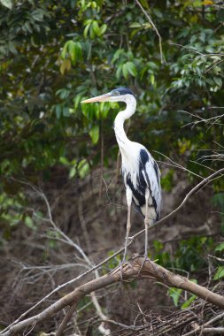 Cocoi Heron 'un (Ardea coi) yakın plan portresi, Bolivya' daki Pampas del Yacuma 'da ağaç avında ayakta duruyor..