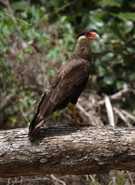 Nahaufnahme Porträt Von Caracara Caracara Plancus Auf Baumstämmen Bei Der — Stockfoto