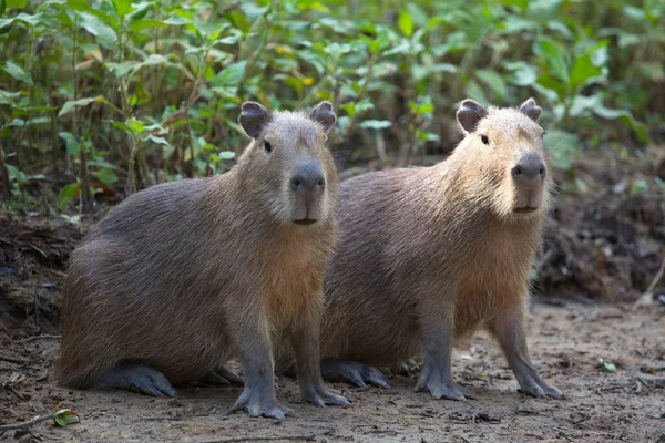 İki Capybara 'nın (Hydrochoerus hydrochaeris) yakın plan portresi nehir kıyısında oturuyor ve Bolivya' daki Pampas del Yacuma 'ya bakıyor..