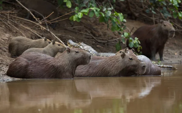 Κοντινό Πορτραίτο Της Οικογένειας Capybara Hydrochoerus Hydrochaeris Που Αναπαύεται Και — Φωτογραφία Αρχείου