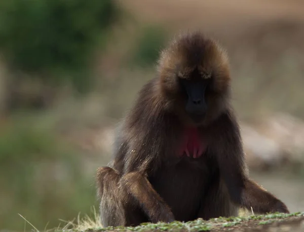 ปภาพของล งเจลาดา Theropithecus Gelada บหญ อกเขา Semien เอธ โอเป — ภาพถ่ายสต็อก