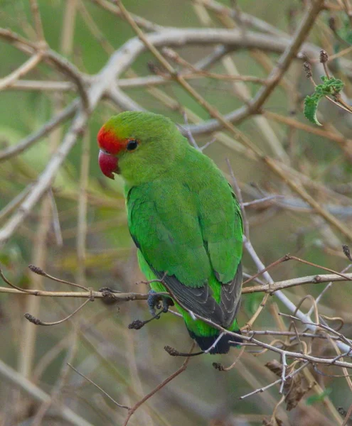 Close Lovebird Colorido Asas Pretas Agapornis Taranta Descansando Árvore Lake Fotografia De Stock