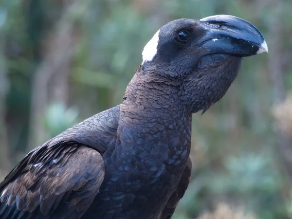 Kalın gagalı kuzgunun (Corvus crassirostris) Semien Dağları, Etiyopya 'nın arka planında dinlenen aşırı yakın plan portresi.