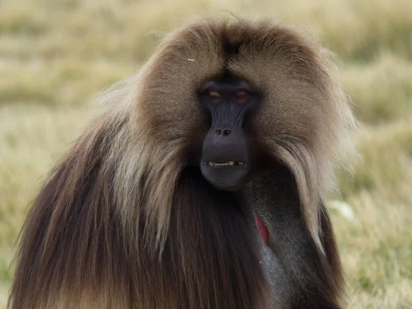 Strana Portrétu Opice Gelada Theropithecus Gelada Zobrazující Zuby Při Pohledu — Stock fotografie