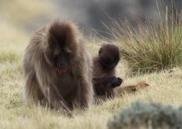 Πλάι Στο Πορτρέτο Της Gelada Monkey Theropithecus Gelada Μητέρα Και — Φωτογραφία Αρχείου