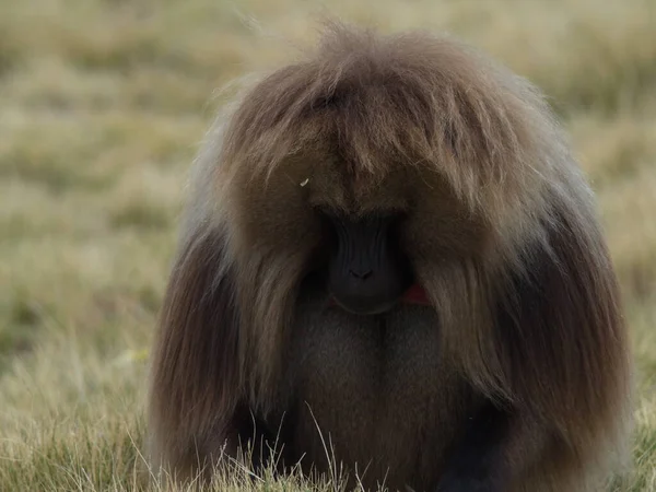 Cabeça Retrato Macaco Gelada Gelada Theropithecus Olhando Para Baixo Enquanto — Fotografia de Stock