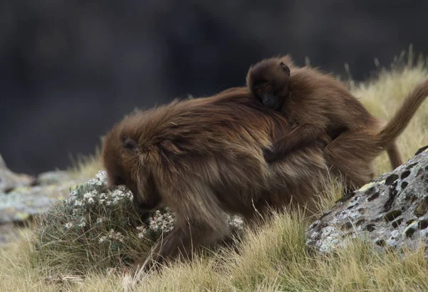 Портрет Гелады Theropithecus Gelada Матери Пасущейся Ребенком Спине Semien Mountains — стоковое фото