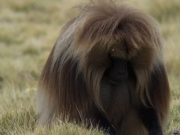 Голова Портрете Gelada Monkey Theropithecus Gelada Смотрящая Вниз Пасущийся Semien — стоковое фото