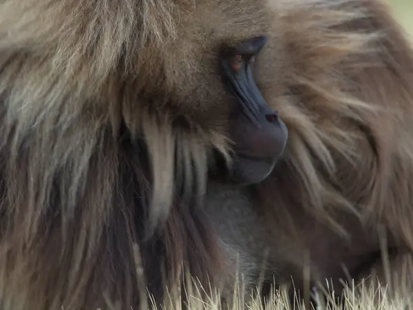 Gros Plan Sur Portrait Singe Gélada Theropithecus Gelada Sur Fond — Photo