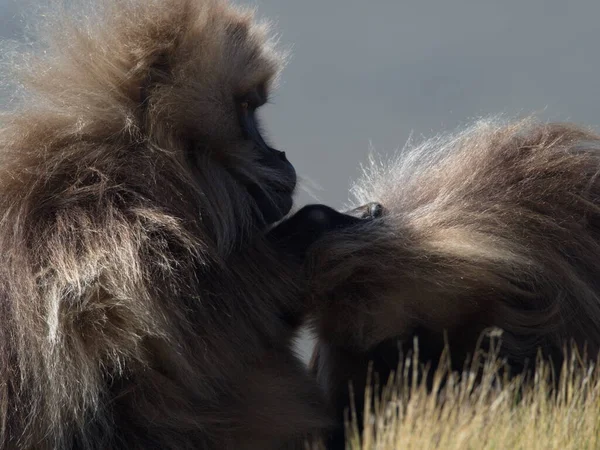 Κοντινό Πορτραίτο Δύο Πιθήκων Gelada Theropithecus Gelada Που Περιποιούνται Βουνά — Φωτογραφία Αρχείου