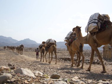 Closeup side on landscape portrait of camel caravan transporting salt across rough inhospitable terrain Ass Ale Salt Lake, Ethiopia.