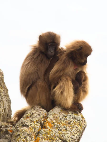 Большой Портрет Двух Обезьян Гелад Theropithecus Gelada Обнимающих Друг Друга — стоковое фото