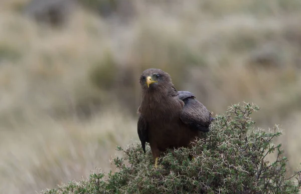 Close Portret Van Adelaar Aquila Rapax Rustend Bush Simien Mountains — Stockfoto