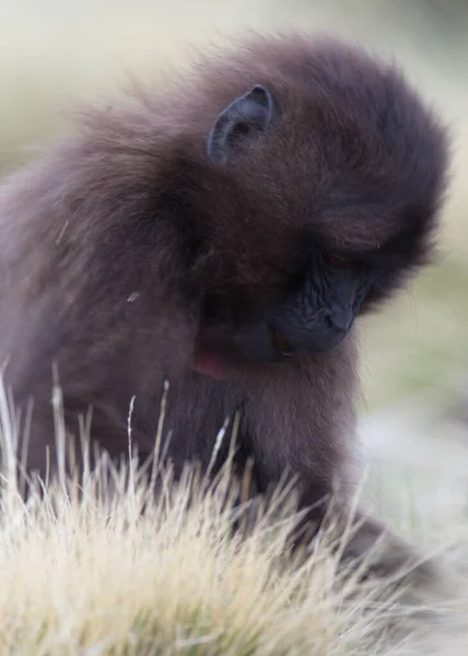 Κοντινό Πορτραίτο Του Μωρού Gelada Monkey Theropithecus Gelada Βόσκει Simien — Φωτογραφία Αρχείου