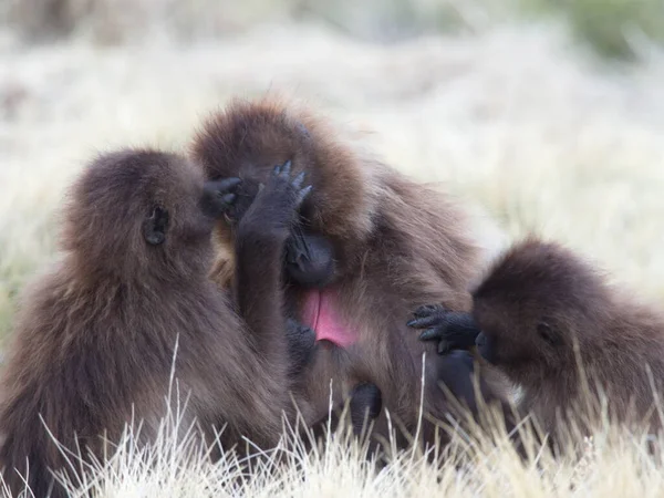 Nahaufnahme Porträt Der Familie Der Gelada Affen Theropithecus Gelada Die — Stockfoto