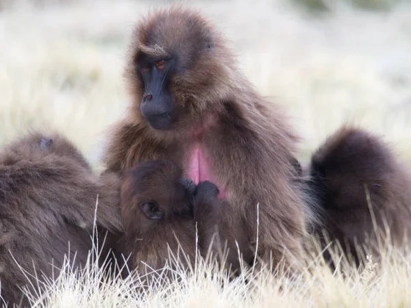 Closeup Οικογενειακό Πορτρέτο Του Πιθήκου Gelada Theropithecus Gelada Περιποίηση Μαζί — Φωτογραφία Αρχείου