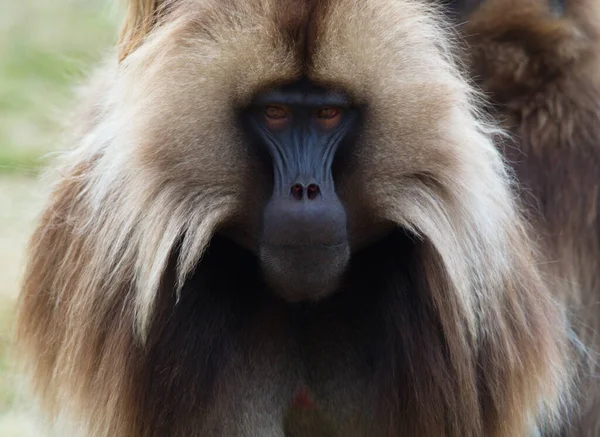 Cabeça Close Retrato Macaco Gelada Adulto Gelada Theropithecus Olhando Diretamente — Fotografia de Stock