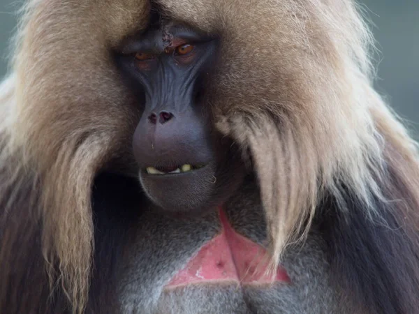 Yetişkin Gelada Maymunu 'nun (Theropithecus gelada) aşırı yakın plan portresi Simien Dağları, Etiyopya.